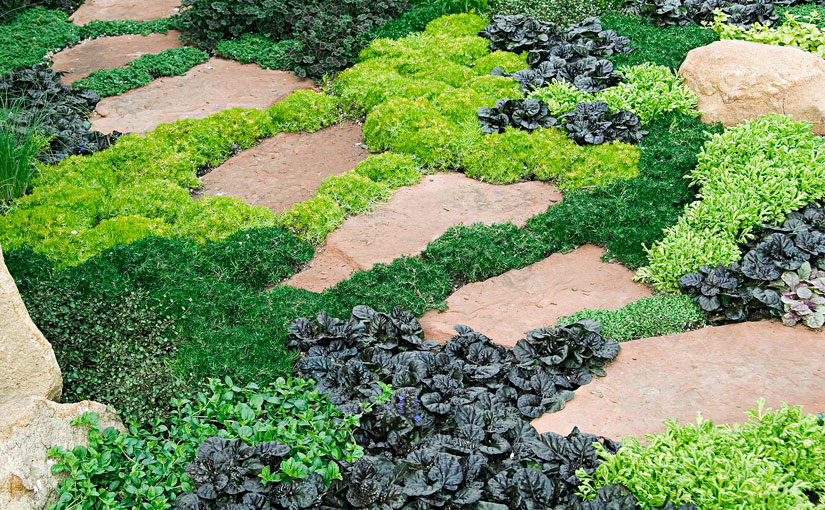 Ground Cover Plants Best, Good Ground Cover