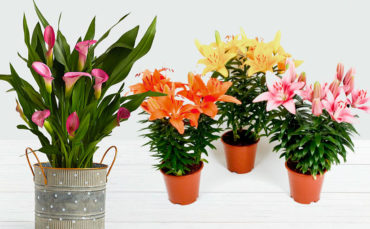 Srirama Lilies and Bulbous Plants