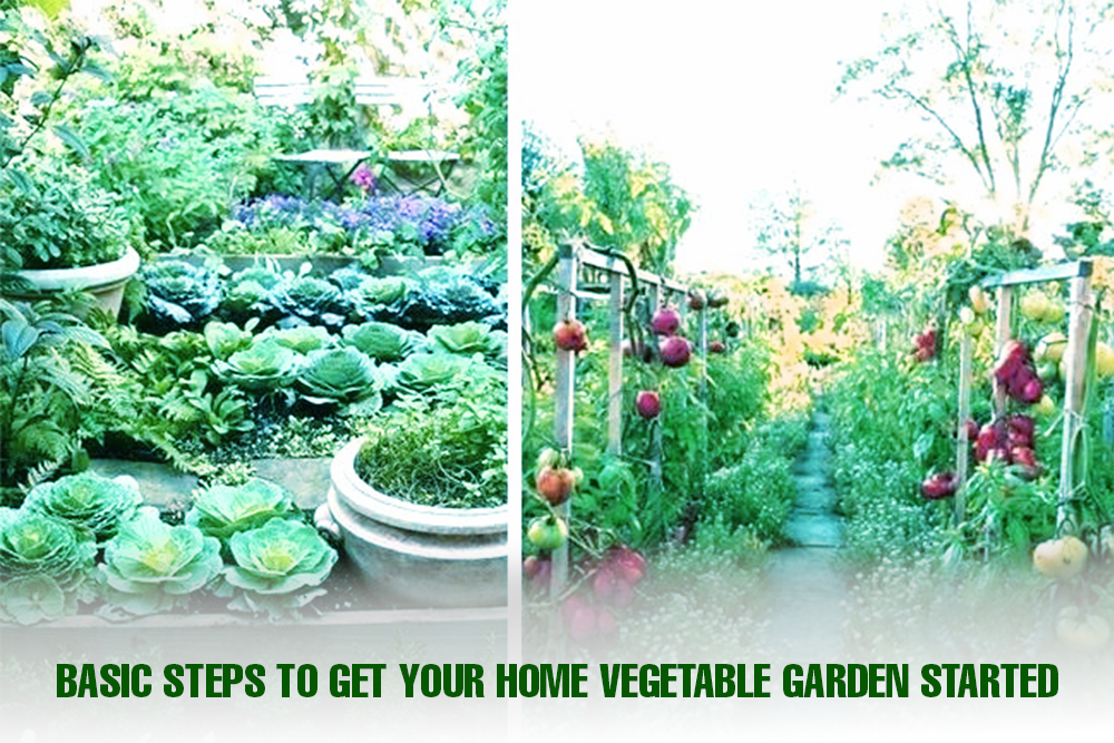Basic Steps To Get Your Home Vegetable Garden Started | Sri rama nursery