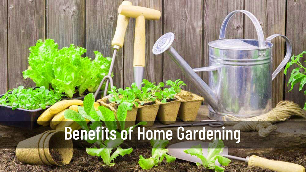 Benefits of Home Gardening | Home Gardening | Srirama Nursery